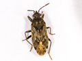 Nysius senecionis